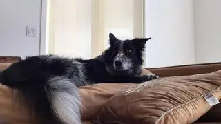 Timelapse of dog #dog #timelapse