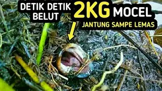 FISHING EEL - 2KG RECORD EEL