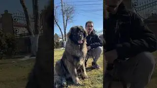 Meet Athena, a two years old female dog ❤️🐻