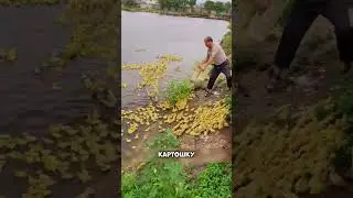 How ducklings are raised in Buryatia