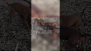 #pitbull