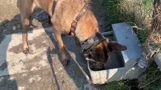 Kenzo silly boy