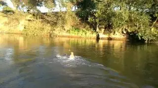 Cara si Rio la balaceala