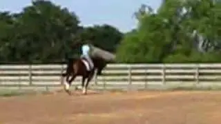 ruby warmblood mare