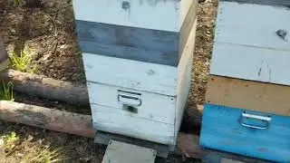 Друзья вывезли моих пчёл на липу