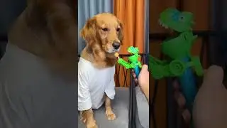 Funny Dog video #shorts #youtubeshorts #ytshorts #trendingshorts