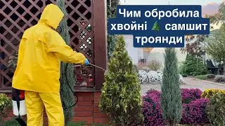 Обробка, щоб не нашкодити, а допомогти! Хвойні, троянди, самшит.