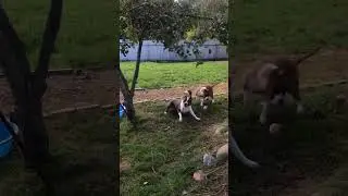 Охота на яблоки