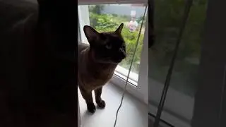 Лучшая часть дня у Чоко 😻 