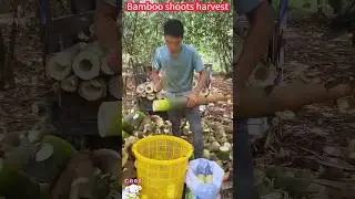 Bamboo shoot cutting new skills, one slice is ready, fresh and delicious。  竹筍切割新技能，一削即成，鮮嫩美味