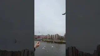 Мы вправе лететь, куда хотим, и быть такими, какими мы созданы 🕊️#tiktok #тикток #story #trending