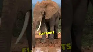 Did You Know African Savanna Elephant Weighs up to "13,000 lbs" 🤯🐘