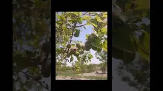 КУЧКАК УРИК ХОСИЛИ 2021. URIK HOSILI 2021