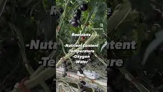 Environmental variables for greenhouse management