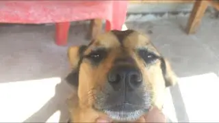 милая собака кайфует