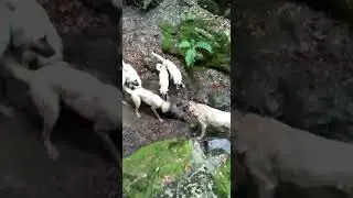 Kangallar sürünün arasına dalan domuzu fena kıstırdı tertibim in golbezleri fene
