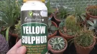 Sulphur powder on plants as a fungicide