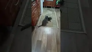 Кот Оскар делает обманный манёвр) #cat #оскар #кот
