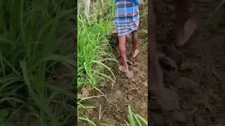 Deshi kisan 