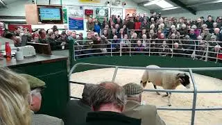 Tup sales at Hawes auction mart 2018