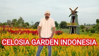 Walking Through the Celosia Garden of Ake, Sungailiat – Bangka Island’s Hidden Bloom