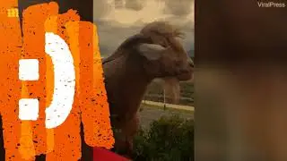 Funny Talking Goat :)