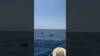 Avvistamento delfini nel Parco di Punta Campanella del 17 luglio 2024