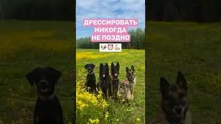 В каком возрасте дрессировать собаку 🐶 #собака #собаки #дрессировка #кинолог #животные #воспитание