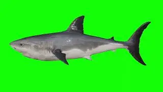 Green Screen Shark Swimming No Copyright (Free To Use)