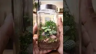 Misting a new terrarium and adding springtails