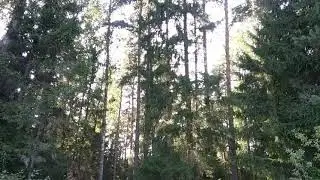 Подплываю к вечернему лесу .Закатное солнце.