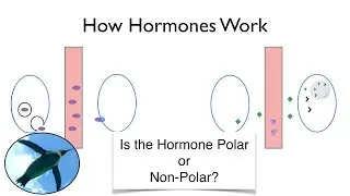 How Hormones Work:  An Easier Approach to Endocrinology