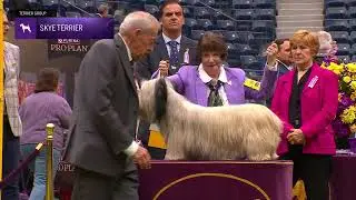 Skye Terriers | Breed Judging 2024