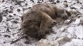 Лавина и медведь.