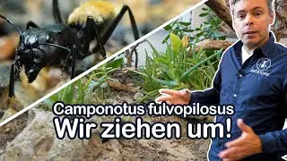 Our Camponotus fulvopilosus Colony is moving out!