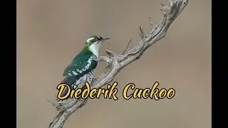 Diederik Cuckoo (Chrysococcyx Caprius)