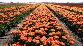 Tulpen Zuidvelde 2025