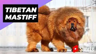 Tibetan Mastiff 🐶 One Of The Most Expensive Dog Breeds In The World 