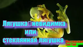 Лягушка - невидимка, или стеклянная лягушка.