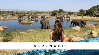 The Serengeti Four Seasons - An unforgettable Safari!
