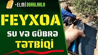 📍 Çiçək vaxtı su vermək olar? | Feyxoa gübrələmə  #elmiəsaslarla #FEİJOA  #bitkiçi #bitkicilikalem