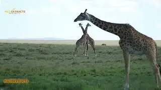How does a Giraffe drink water?// Masai Mara// Wild Extracts