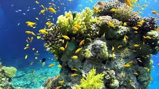Relaxing Music for Stress Relief - Underwater Ocean