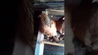 Брамы. Новые расцветки