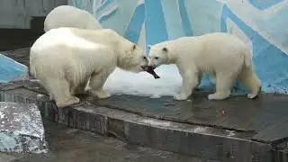 Ужин у медвежат был очень вкусный, но хвост от рыбы только один!
