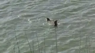 Otters Eating & Swimming; Columbia. Выдры едят на плаву; р.Колумбия (2366sp)