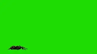 insects green screen animation effects