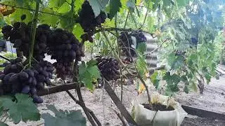 Виноград Ультраранний ТОП 5