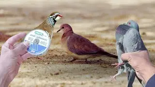 Effortless Bird Hunting Using a Fishing Line
