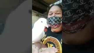 Kalepa and Yumi Raine TV Kain Kalang Jan Ha! 